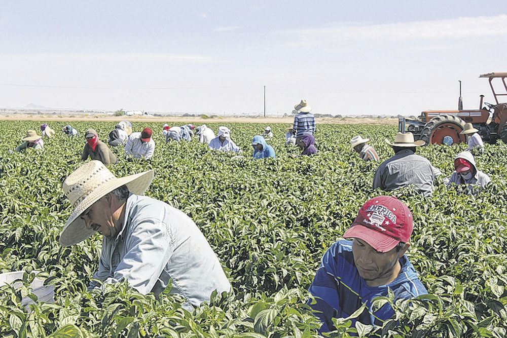 Ag biz struggles to find workers for farms and dairies News