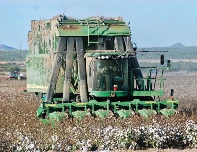 Marana’s cotton crops are safe for now