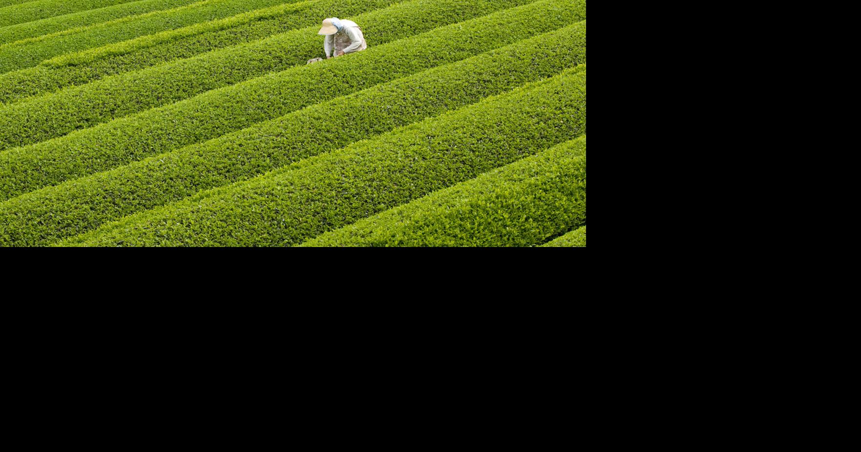 The Way of Tea: Film screening explores matcha’s culture and craft ...