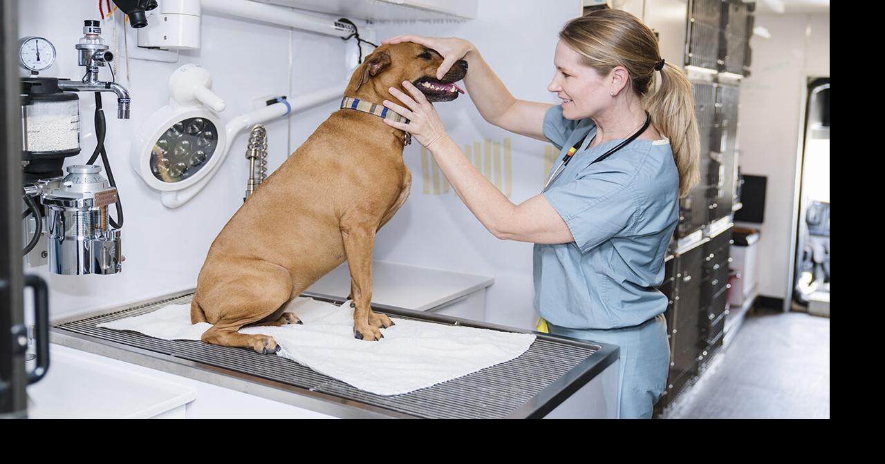 Dr. Kelly’s Surgical Device expands to meet up with need for pet care | Information