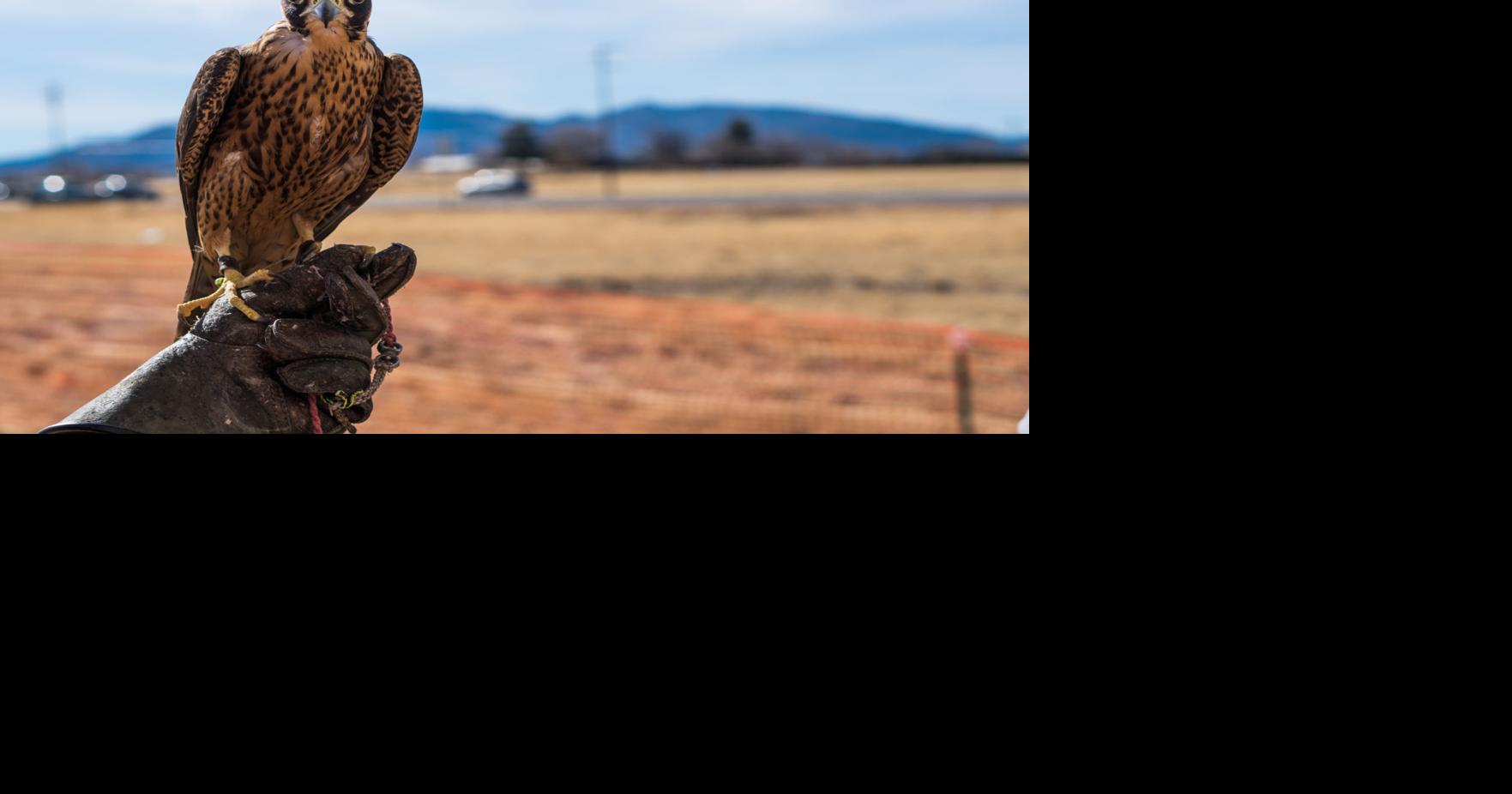 Arizona falconry takes flight in efforts to promote conservation | News ...