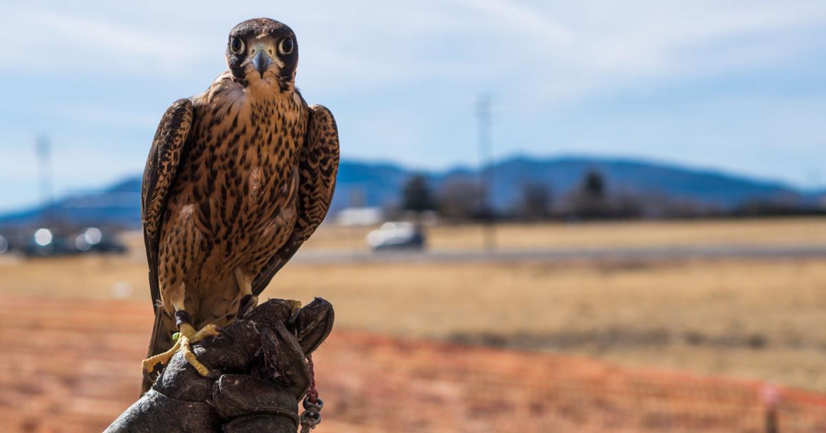 Arizona Falcon Arizona falconry takes flight in efforts to promote conservation | News ...