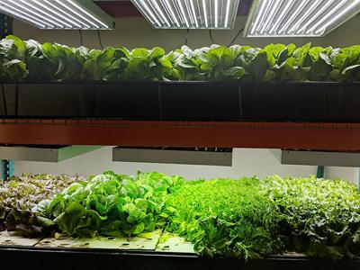 Food From Fish Farming Sustainably With Aquaponic Produce On