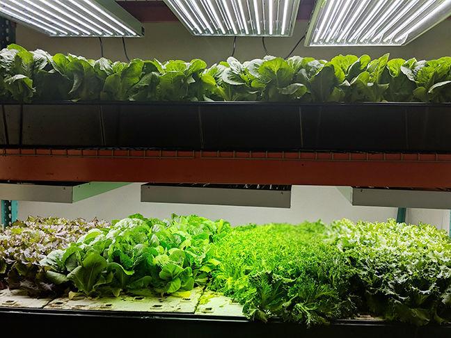 Food From Fish Farming Sustainably With Aquaponic Produce On