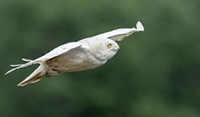 CNOWY OWL