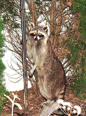 WILDLIFE CROSSING