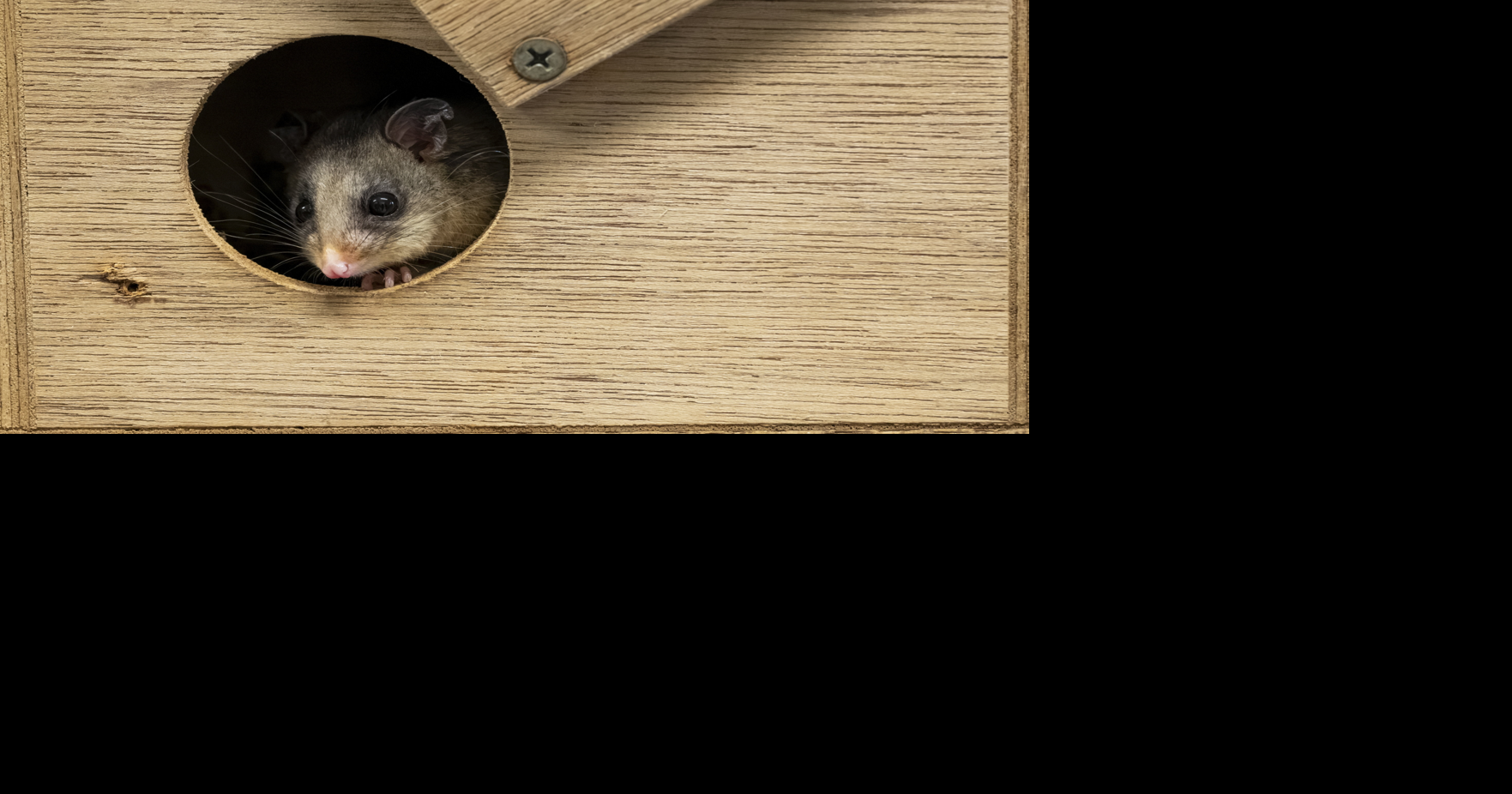Zoo uses thermal cameras to monitor hibernating possums