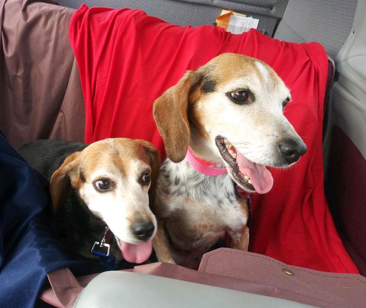 second chance animal rescue of fayette county