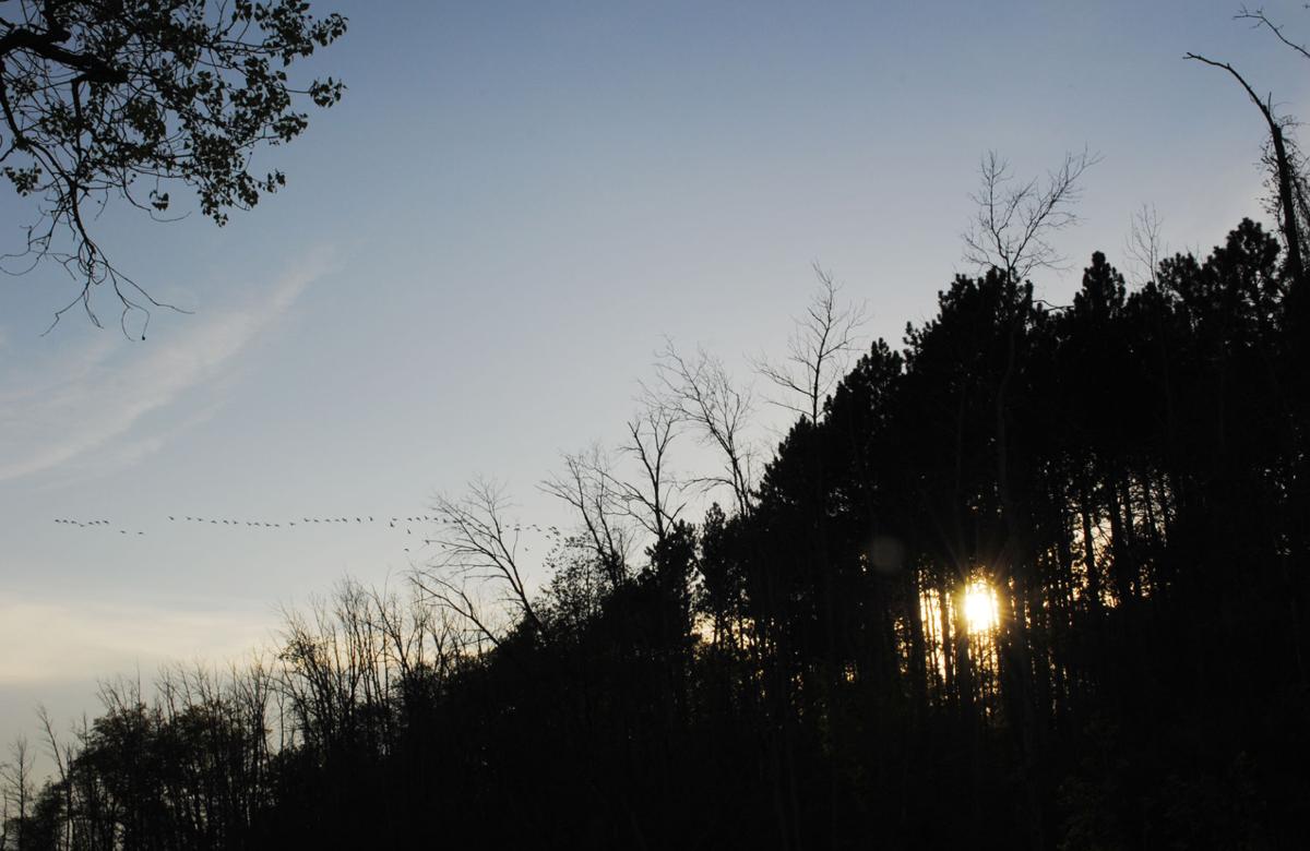 LoonLake:BirdsC-JH.jpg