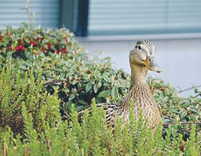URBAN DUCK