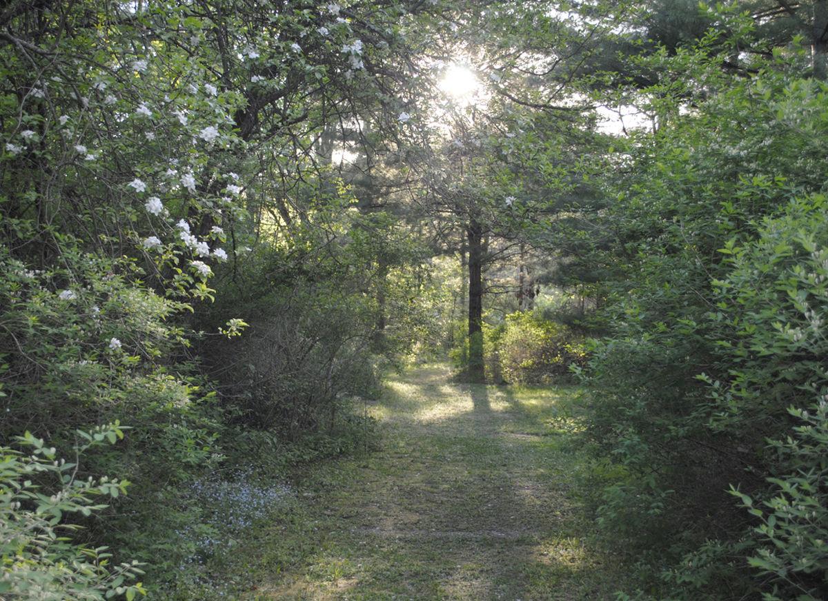 LoonLake:PathC-JH.jpg