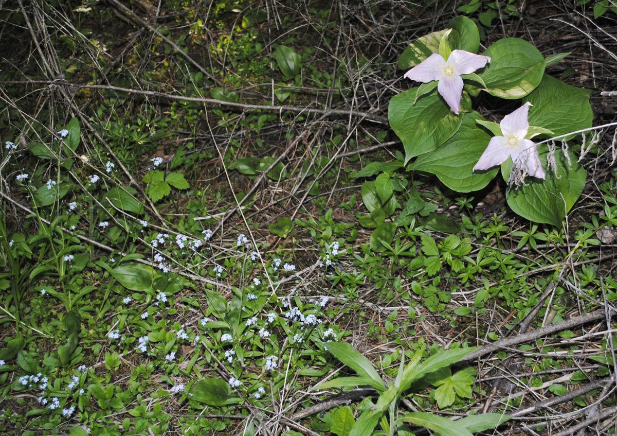LoonLake:WildflowersC-JH.jpg