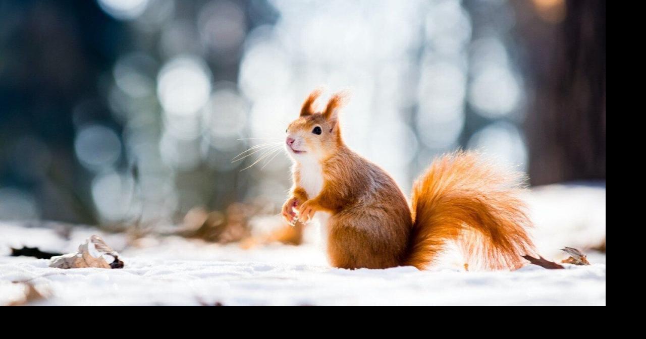 Coldest Januarys in Michigan since 1895