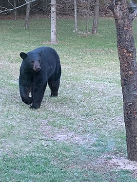 BLACK BEAR