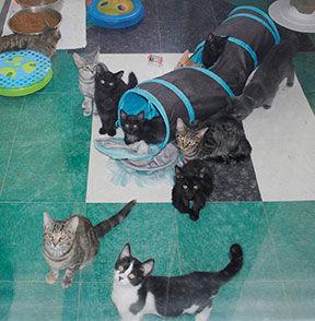 Animal Shelter Space Strained Large Increase In Cat Surrenders Iosconews Com