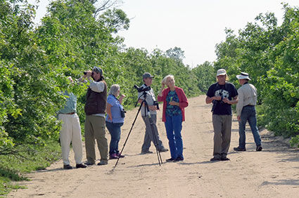 KIRTLAND’S WARBLER TOURS