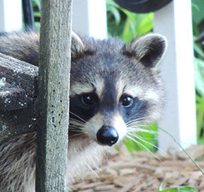 BANDIT