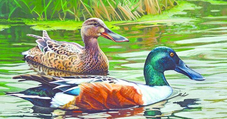 Former Oscoda resident wins Montana Migratory Bird Stamp contest