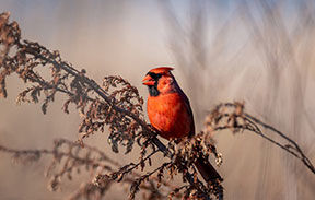 NORTHERN CARDINAL