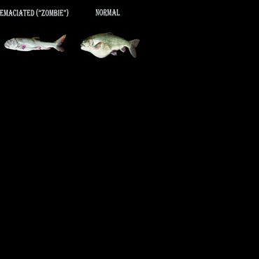 Researchers head to Superior Maximus to investigate 'zombie' fish