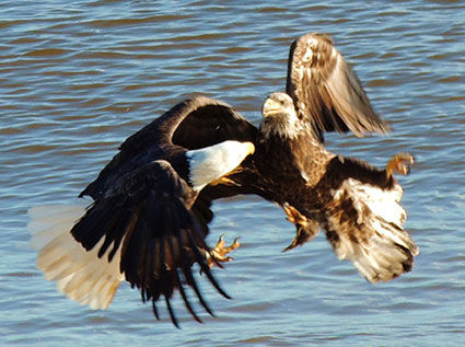 BALD EAGLES FIGHTING