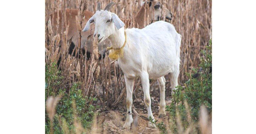 Goats can play a role in multi-pronged restoration of buckthorn-invaded ...