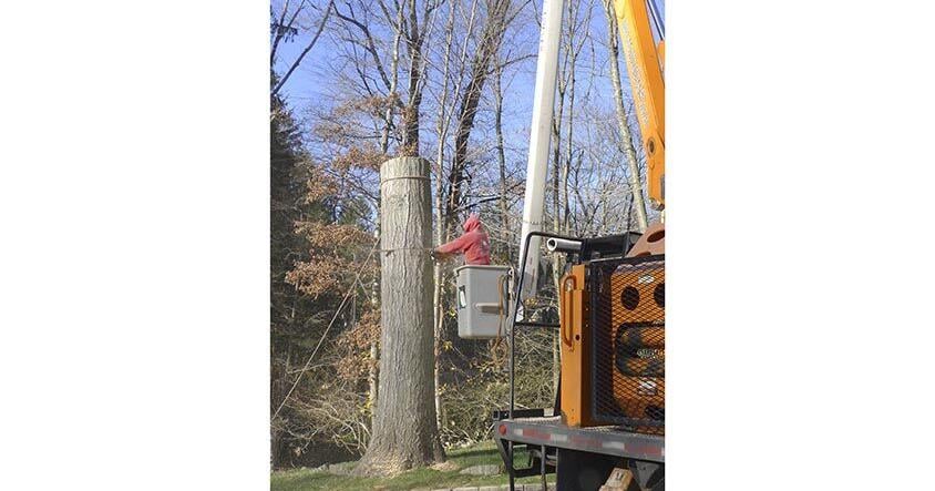 Trees being removed ahead of Highway 95 project