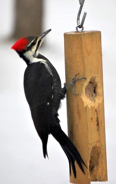 It S For The Birds Keep Your Feeder Full Over Winter Outdoors