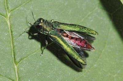Emerald Ash Borer found in southern Isanti County, wood quarantine issued