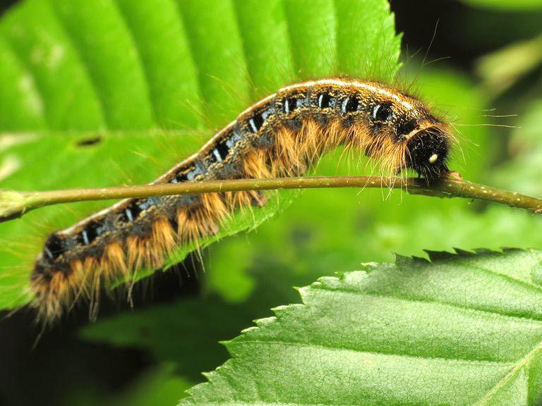 Are The Eastern Tent Caterpillars Coming This Year News Isanti Chisagocountystar Com