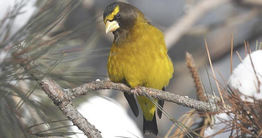 DNR urges woodland owners to consider adding conifers, help wildlife survive harsh winters