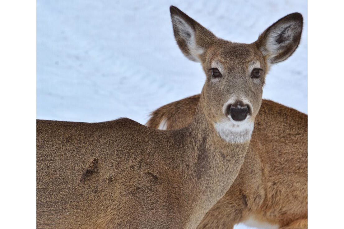 deer information