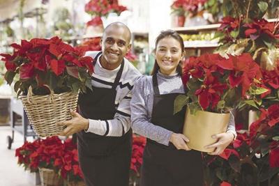 Everything you need to know about caring for your poinsettias