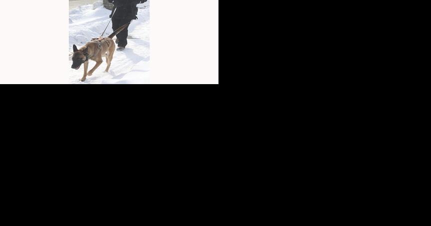 HIDE AND SEEK: Volunteer search and rescue organization trains dogs in finding missing persons - Vimarsana News