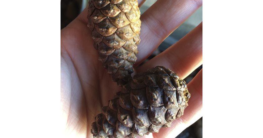 Help Minnesota’s state tree grow