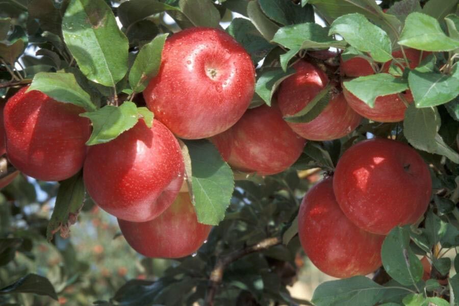 Thank Minnesota's Harsh Winters For Your Honeycrisp, SweeTango