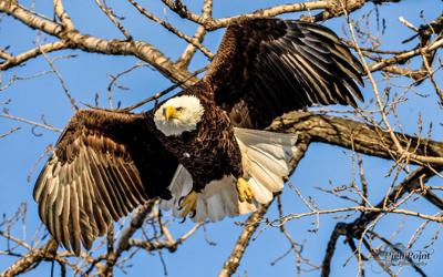 Mild Minnesota winter leaves 11 juvenile eagles stuck at The