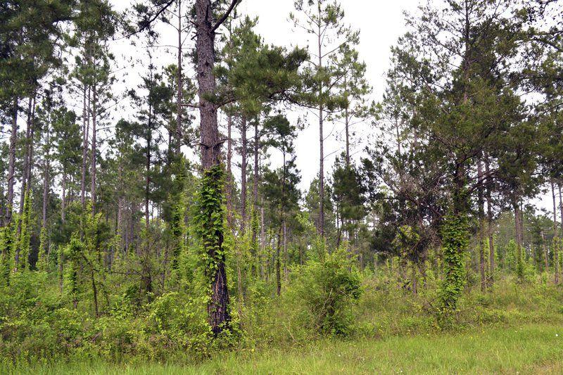 Towering loblolly pine tree in East Texas cited as largest