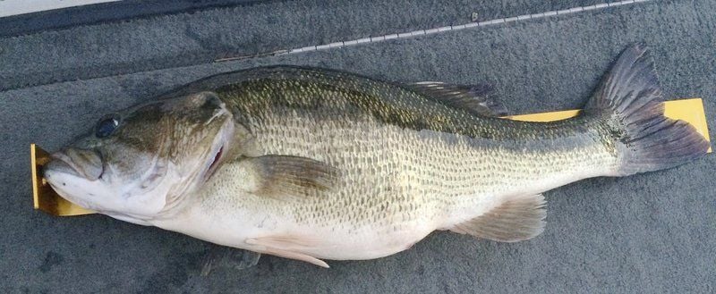 OUTDOORS: Lake Alan Henry kicks out new all-time record spotted bass ...