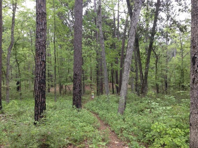 Body of missing woman found in Sam Houston National Forest, deputies say Body of missing woman found in Sam Houston National Forest, deputies say