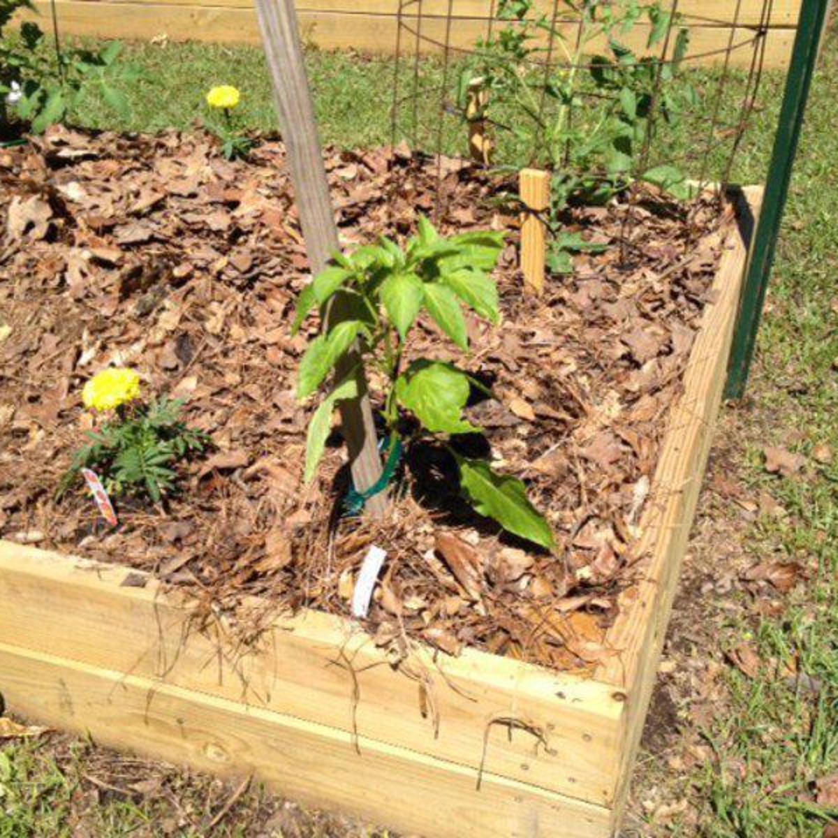 Weed Control In Your Vegetable Garden Local News Itemonline Com