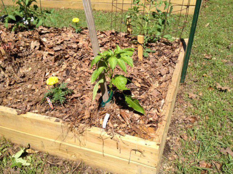 Weed control in your vegetable garden Local News