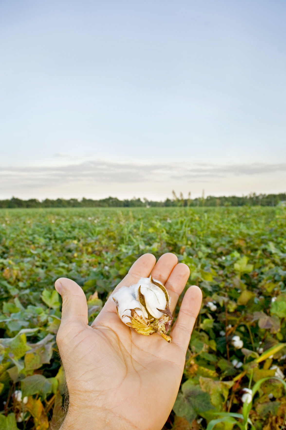 Texas Cotton Harvest Coronavirus spreading uncertainty for Texas cotton Texas Cotton Harvest Coronavirus spreading uncertainty for Texas cotton