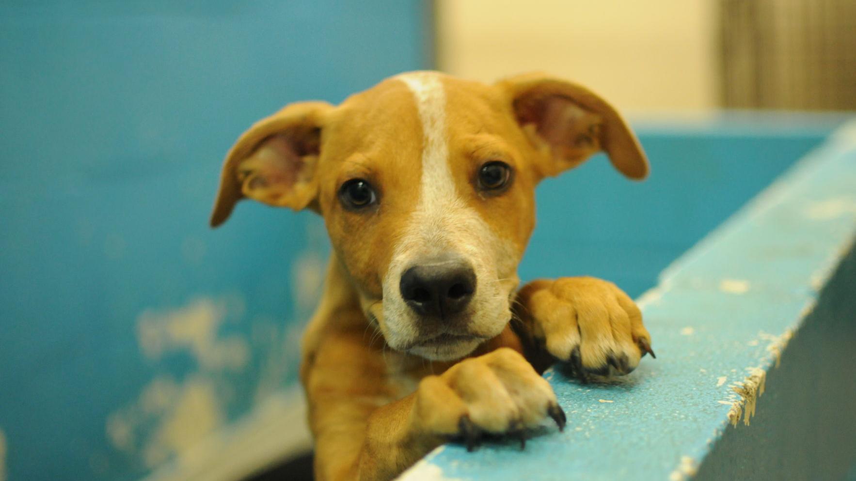 Rita B Huff Humane Society Switches To No Kill Dissolves Contract With City Local News Itemonline Com