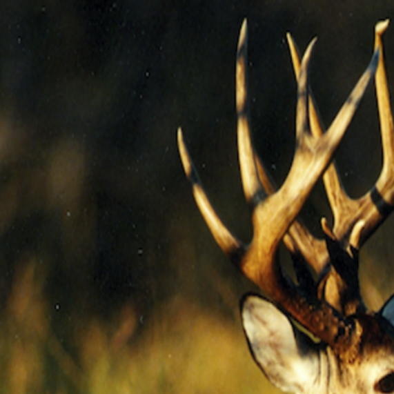 Whitetail Leader Forecasting Banner Hunting Season This Fall