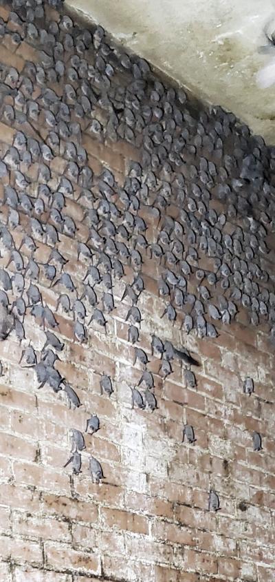 Bats roosting in Walls Unit