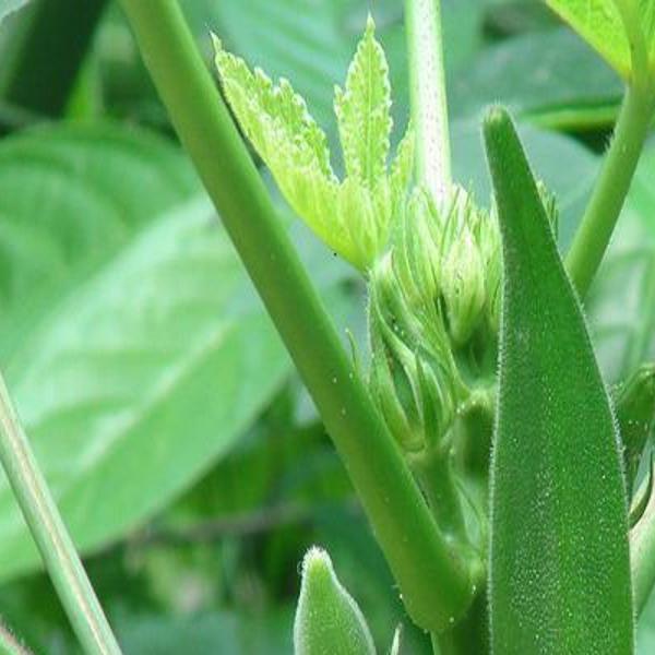 Okra -- the hot weather vegetable | Local News 
