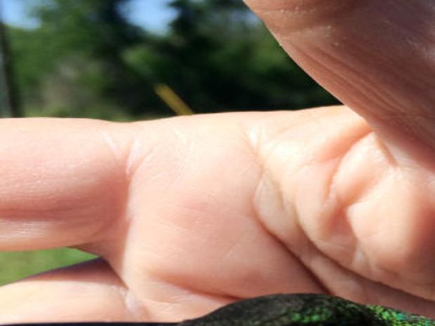My memorable hummingbird encounter | Local News | itemonline.com