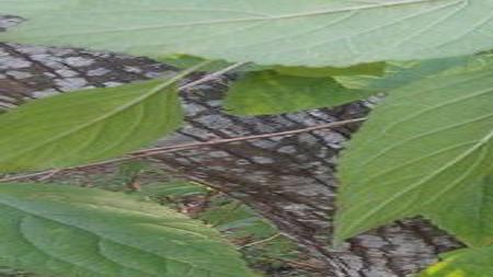 Wildflower sowing, wild berry understanding and wildlife feeding |  Lifestyles | itemonline.com