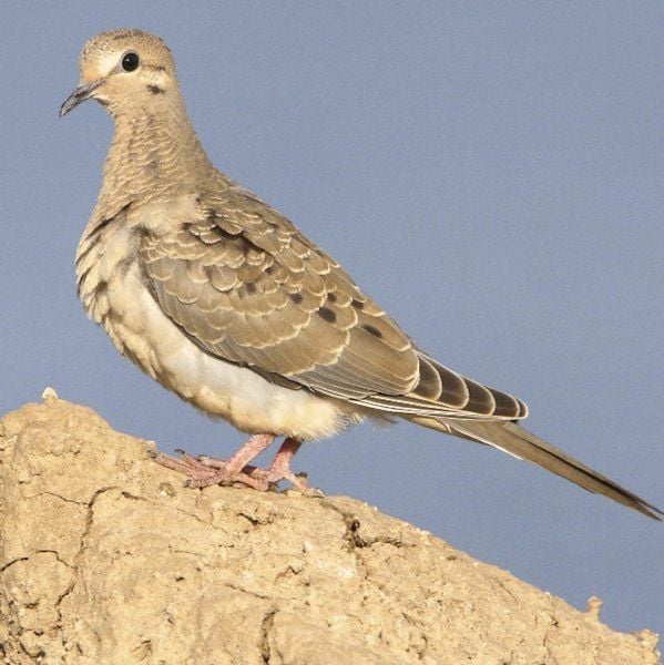 Dove season marks beginning of a long line of Texas hunting seasons
